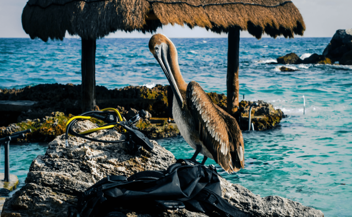 Cancun Timeshare All-Inclusive Packages